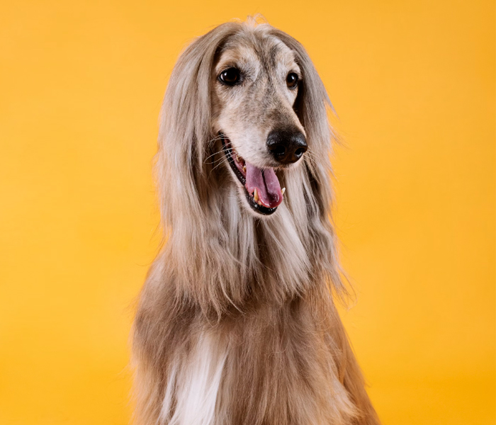 Grooming Tips for Long-Haired Pets