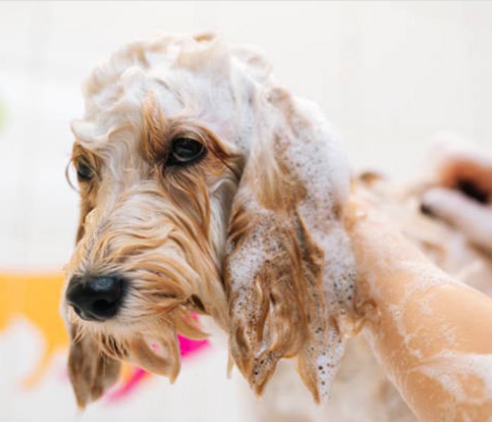 Pet-Friendly Shampoos and Conditioners