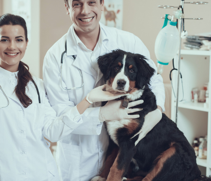 How to Detect Early Signs of Illness in Pets