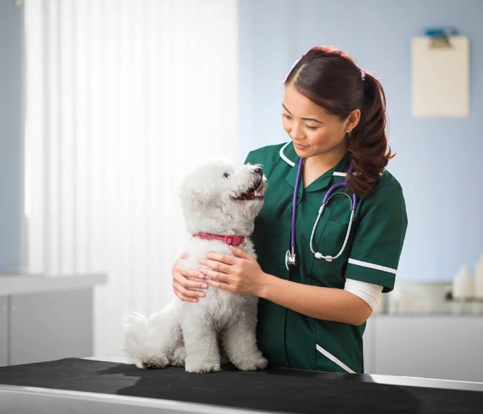 The Benefits of Regular Vet Check-Ups