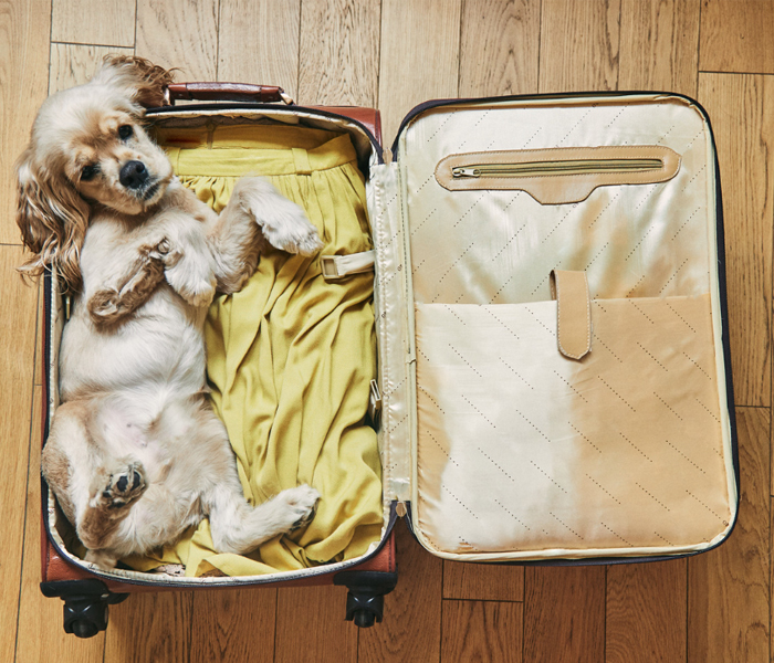 Top Pet Travel Accessories for Your Next Trip