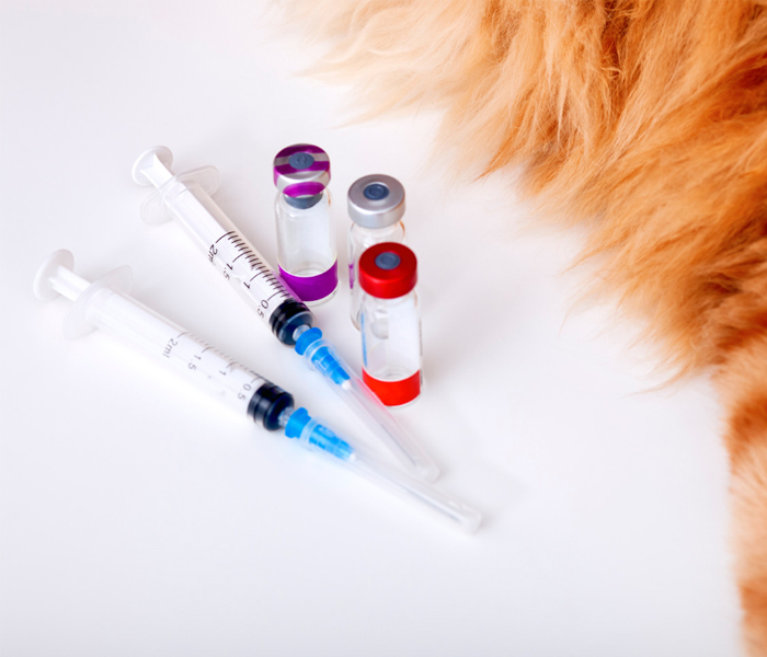 Essential Vaccinations for Your Pets