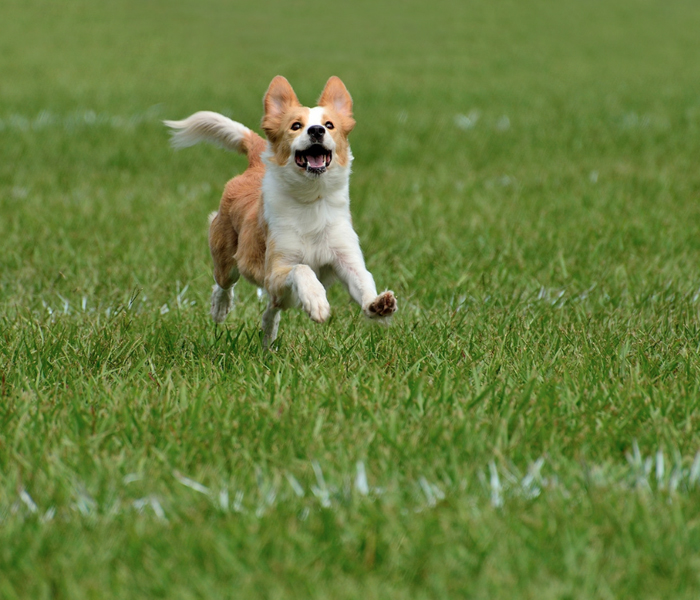 Exploring the Great Outdoors with Your Pet