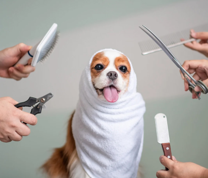 The Best Grooming Tools for Different Pet Types