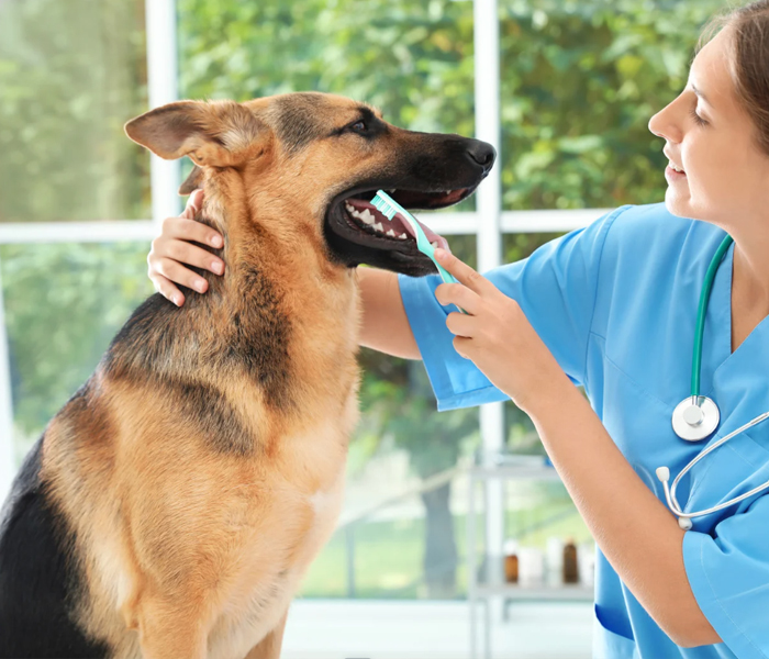 Understanding Pet Dental Care